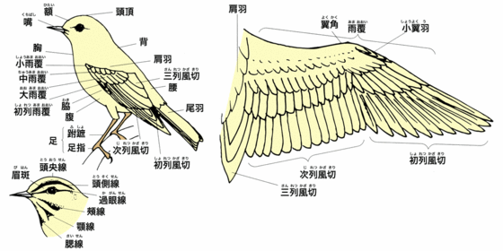 鳥の各部の名称