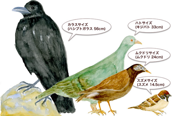 ものさし鳥