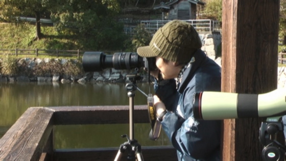 いた、いた！　深坂池でのカワセミ観察風景