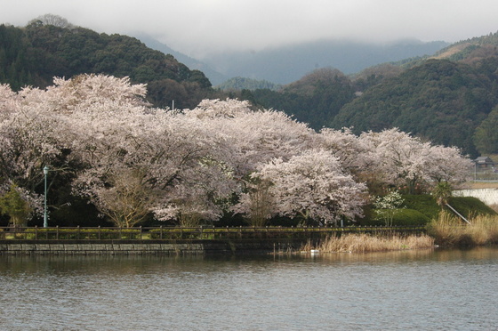 玉川ダム湖畔の桜