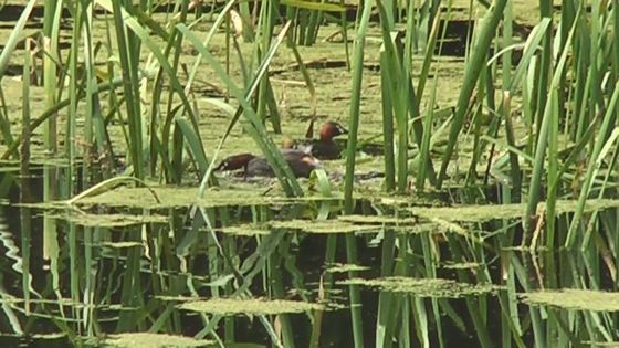 抱卵中のカイツブリのつがい