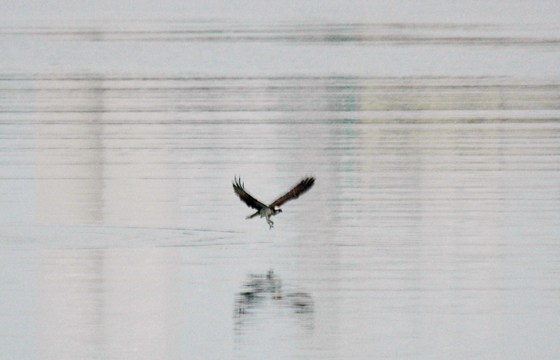 ミサゴが魚を求めてダイブの瞬間を撮ったと思ったが？