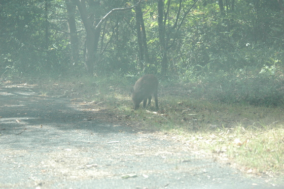 ウリボウ