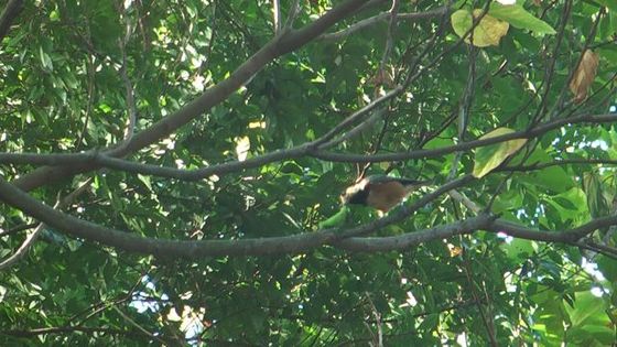 ヤマガラが餌を食べています。