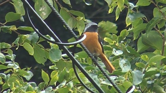 冬鳥の先頭バッターはこちらジョウビタキ。♂。