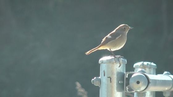 朝の光にきれいなジョウビタキ♀