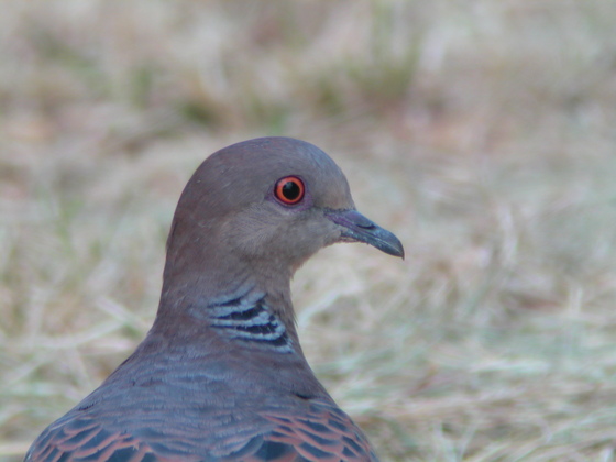 キジバト（私事ですが朱色のアイリングに魅せられて鳥見にはまりました）