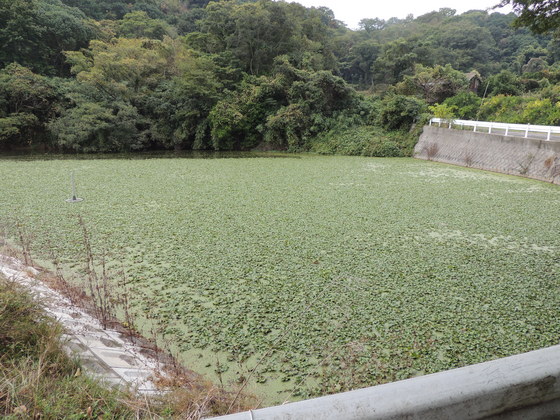 全面、藻に覆われた竹浦の池