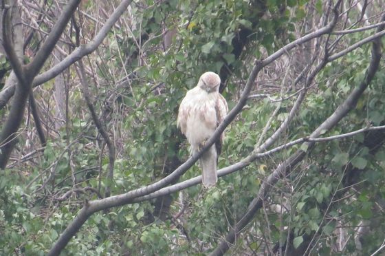 ケアシノスリの若鳥