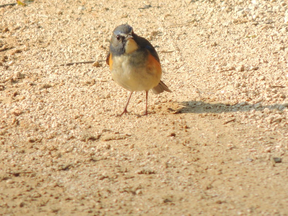 ルリビタキ（探鳥会の前に数羽いました）