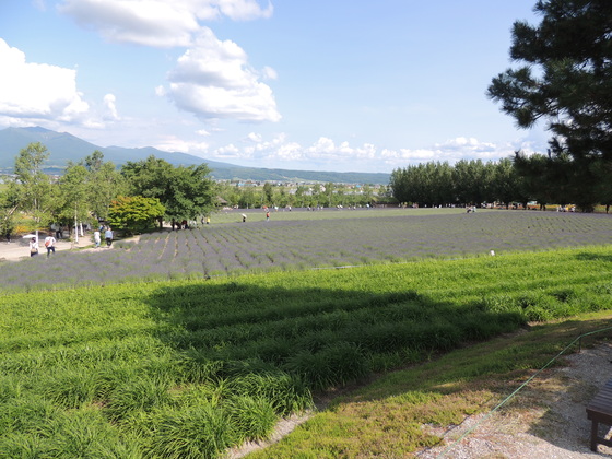 富良野のラベンダー畑