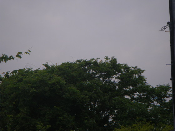 樹木の上側首を出しているのが左に１羽、右寄りに２羽止まっています。右側のは違うかも？