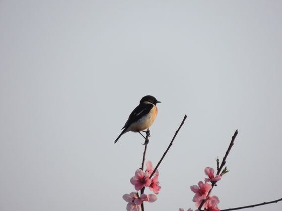 花とノビタキ