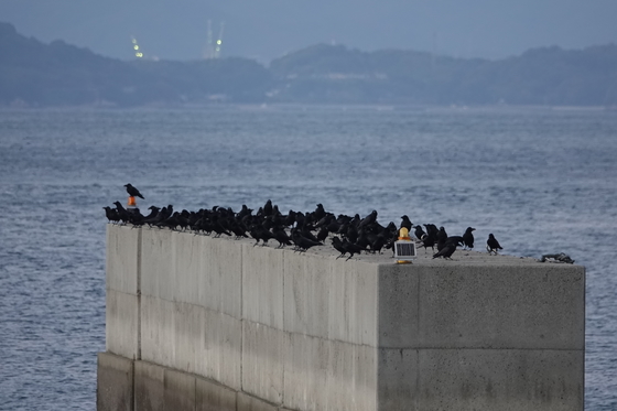 離岸堤のハシブトガラス