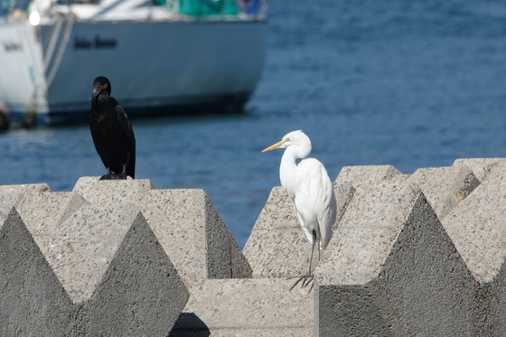 奥にいるのはカワウです。比較してみるとダイサギより小さいように思います