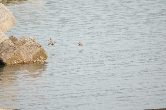 離岸堤に隠れるキアシシギ、４羽