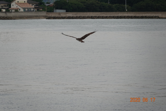 宮波止白灯台から飛び立つミサゴ