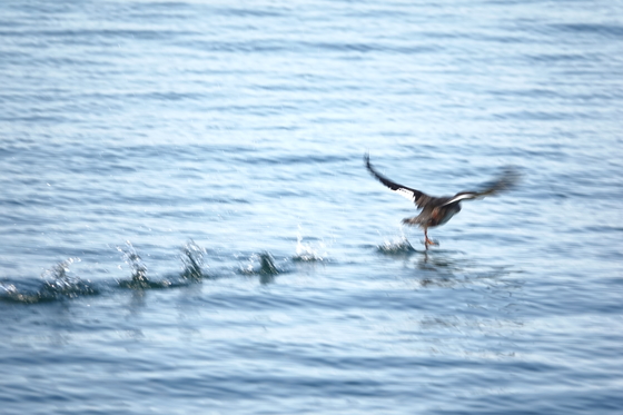 気付かれ馬立の鼻へ飛び立つ