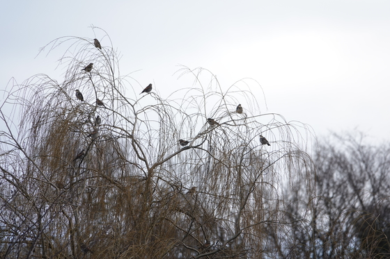 鯨池公園の桜の木に止まるツグミの群れの一部（１４羽）