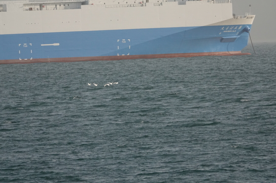 大型船の下方に５羽白い野鳥