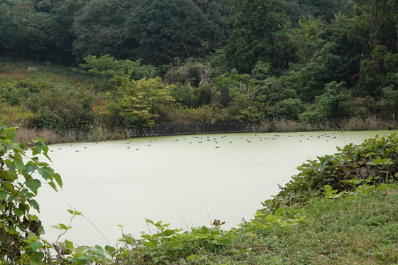 弓削佐島・西辺の池での群れ